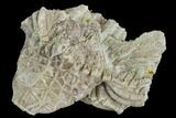 Fossil Crinoid (Cymbiocrinus) - Alabama #122405-1